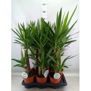 Yucca