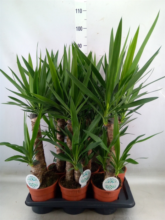 <h4>Yucca</h4>