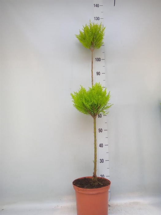 <h4>Cupressus macro. 'Goldcrest' .shape</h4>