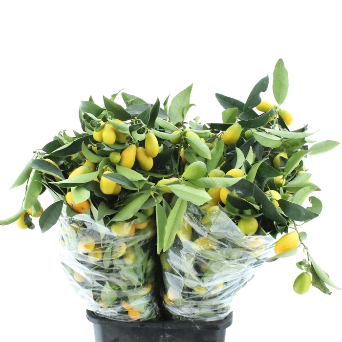 <h4>MANDARIJN TAKKEN PER BOS*</h4>