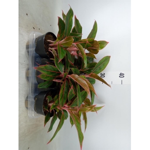 Aglaonema  'Jungle Red'