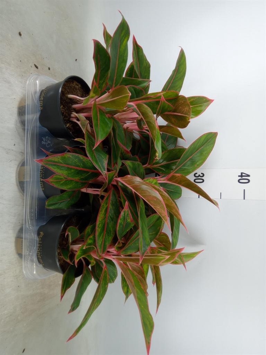 <h4>Aglaonema  'Jungle Red'</h4>