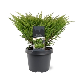 Juniperus hor. 'Andorra Compact' 30-40 C3