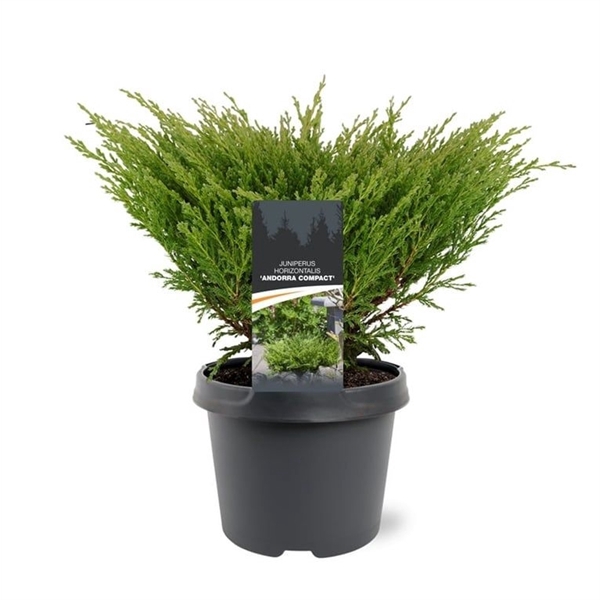 <h4>Juniperus hor. 'Andorra Compact' 30-40 C3</h4>