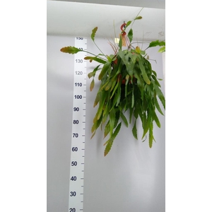 Lepismium houlletianum