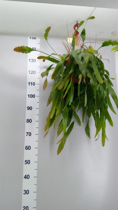 Lepismium houlletianum