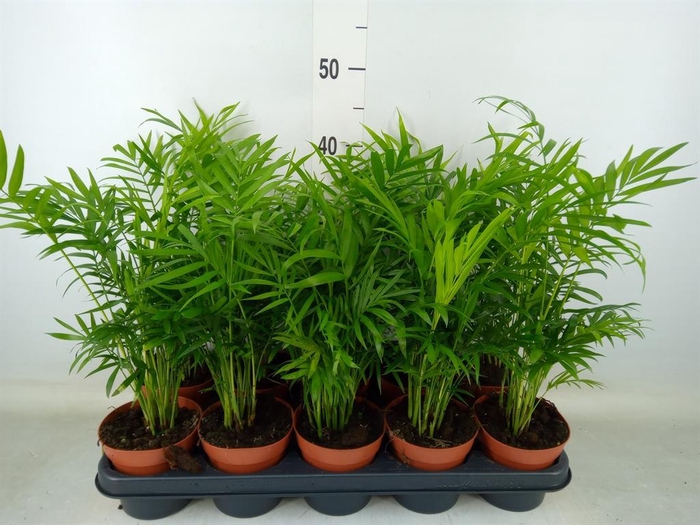 <h4>Chamaedorea elegans</h4>