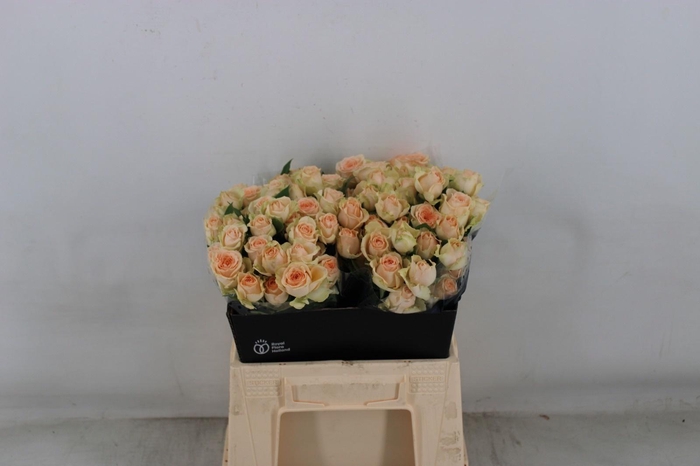 <h4>R TR SANCERRE</h4>