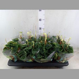 Peperomia caperata 'Lilian'
