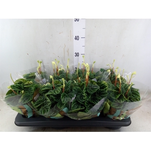 Peperomia caperata 'Lilian'