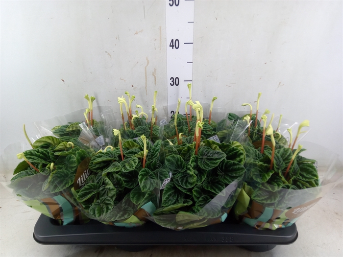 <h4>Peperomia caperata 'Lilian'</h4>