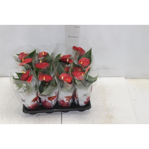 ANTHURIUM P06 VERMELHO