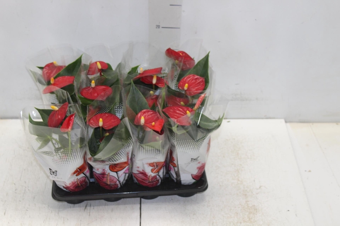 <h4>ANTHURIUM P06 VERMELHO</h4>