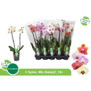 PHAL GEM