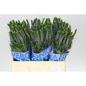 Veronica June Lilac X 25