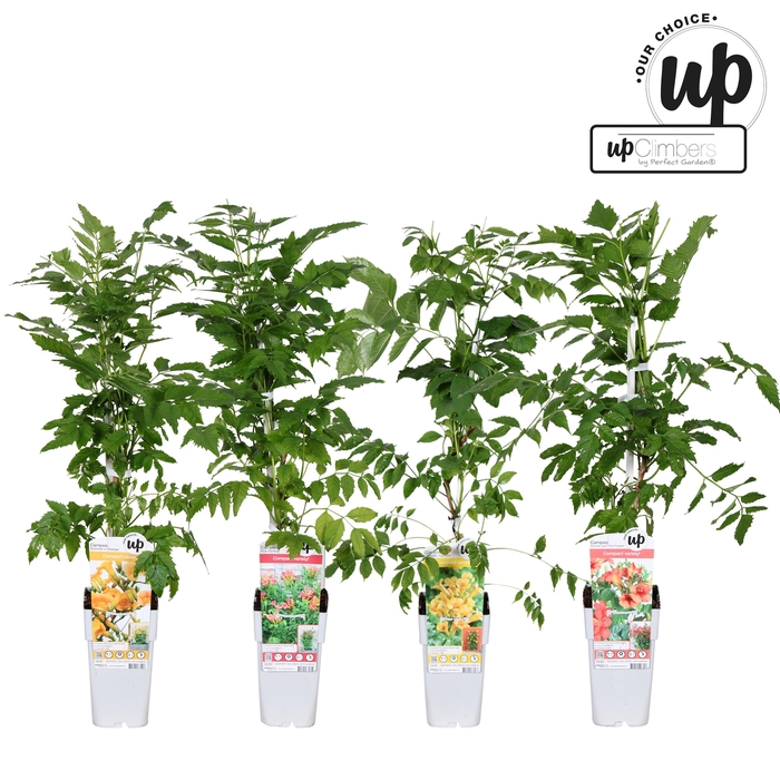 <h4>Campsis Our Choice mix tray P15</h4>