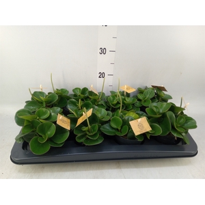 Peperomia obt. 'Obtipan'