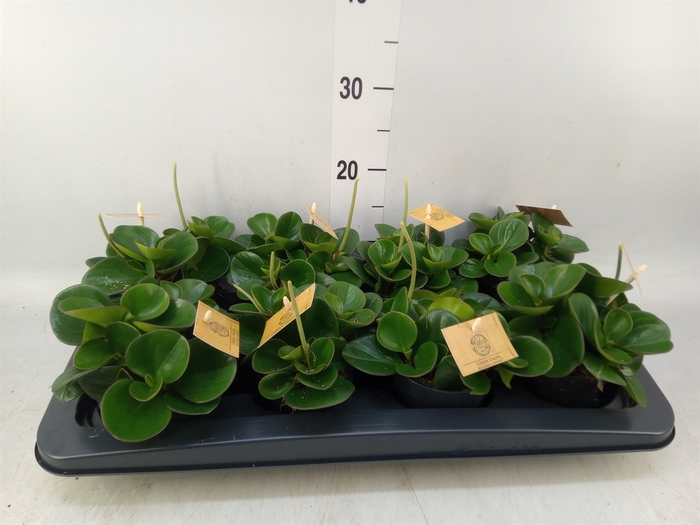 <h4>Peperomia obt. 'Obtipan'</h4>