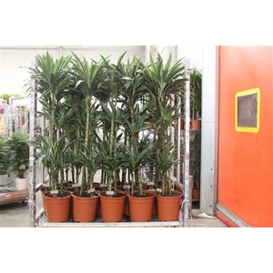 Dra De Warneckei 90-60-30 Cm