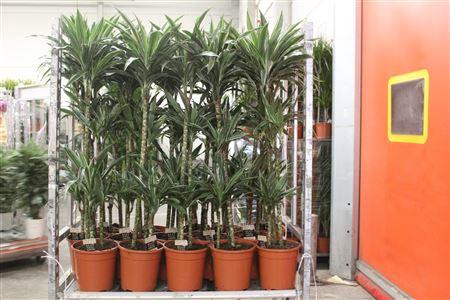 <h4>Dra De Warneckei 90-60-30 Cm</h4>