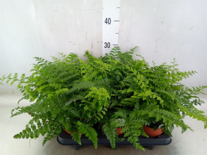 <h4>Asplenium parvati</h4>