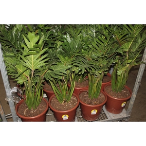 PHILODENDRON XANTAL P30