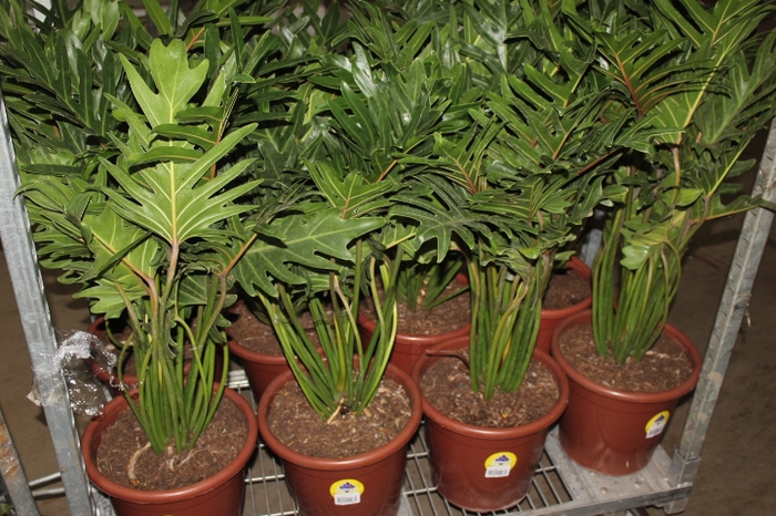 PHILODENDRON XANTAL P30