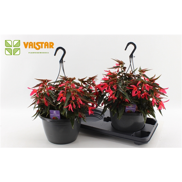 <h4>Begonia boliviensis Waterfall Dreams Encanto Pink by Valstar</h4>