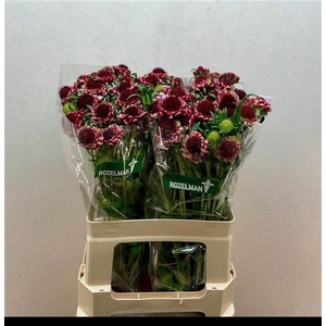 Scabiosa Sweet Cherry Scoob Rozelman Ziv