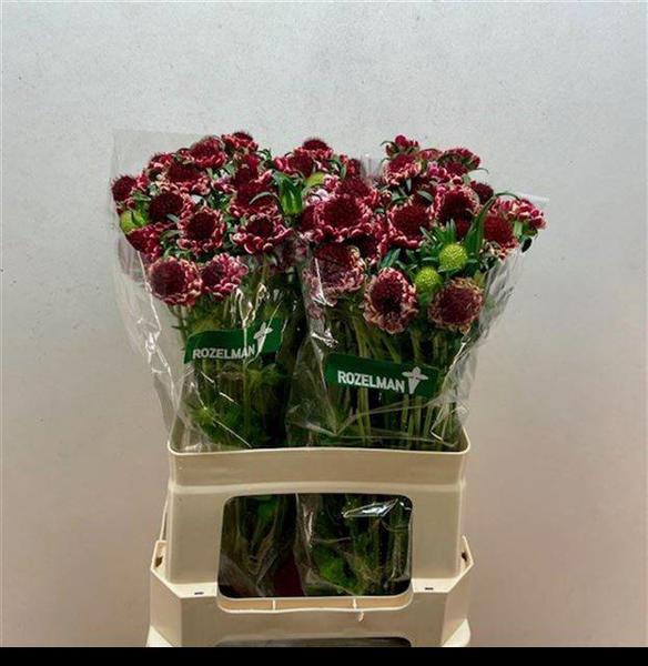 <h4>Scabiosa Sweet Cherry Scoob Rozelman Ziv</h4>