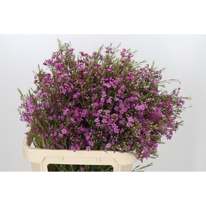 Chamelaucium Free Spirit