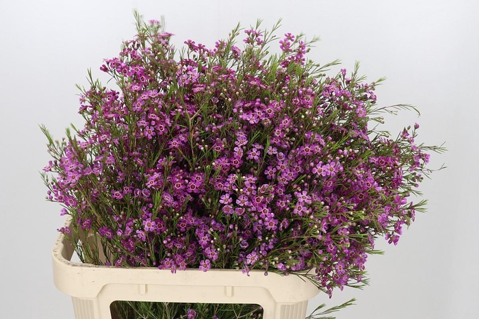 <h4>Chamelaucium Free Spirit</h4>