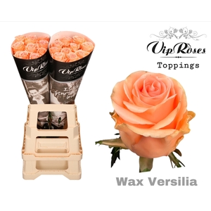 R Gr Wax Versilia (60cm)