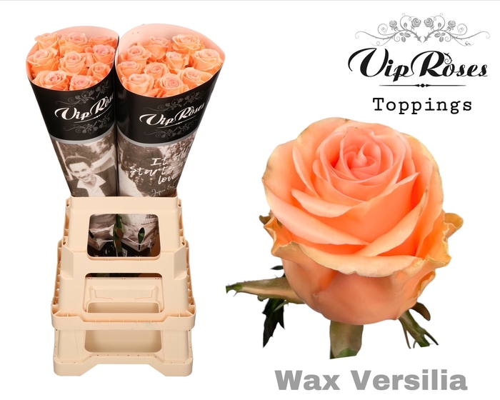 <h4>R Gr Wax Versilia (60cm)</h4>