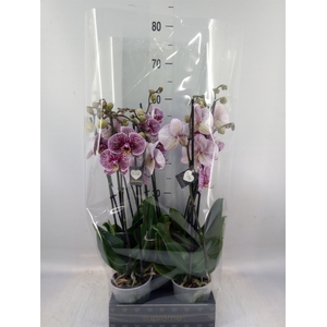 Phalaenopsis  'FC Black Stripes'