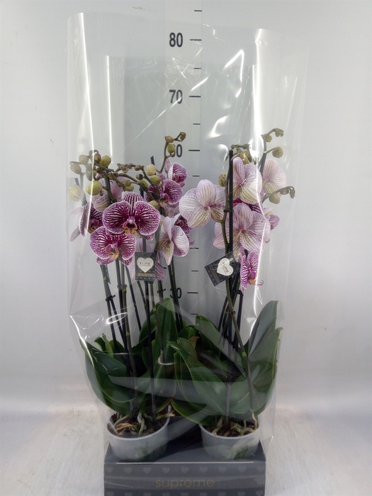 <h4>Phalaenopsis  'FC Black Stripes'</h4>