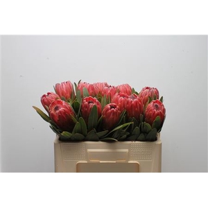 Protea Red Ice