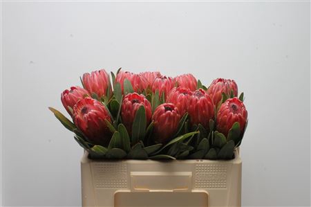 Protea Red Ice