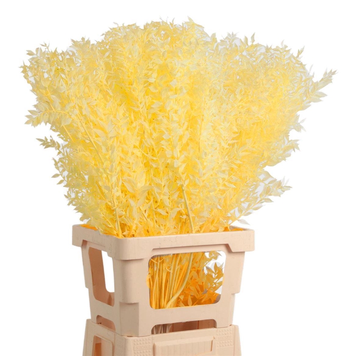 <h4>Ruscus Gebleekt</h4>