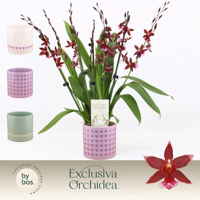 <h4>Barrocco Red, 7+ spike in Horizon Love 'Exclusiva Orchidea'</h4>