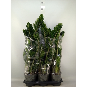Zamioculcas zamiifolia