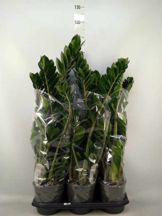<h4>Zamioculcas zamiifolia</h4>