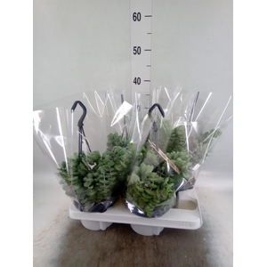 Crassula   ...