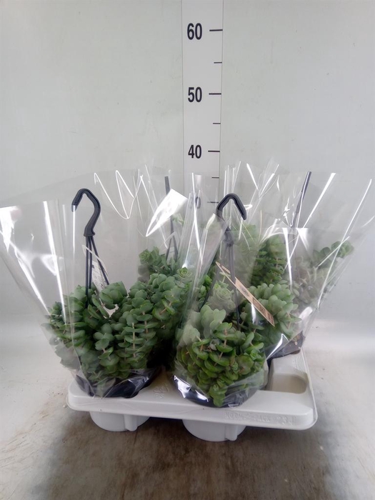 <h4>Crassula   ...</h4>