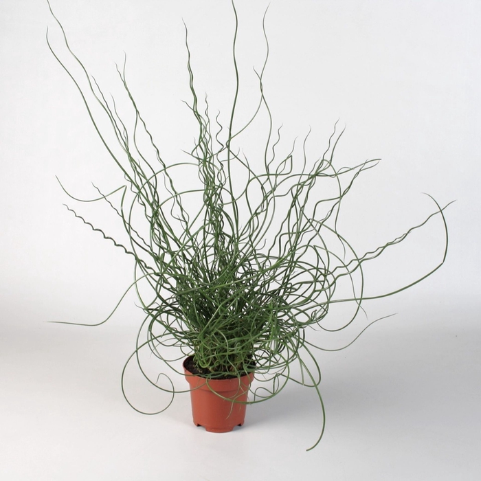 Juncus Spiralis