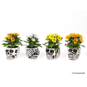 CHRYS.IND.HYBRID MINI P6 E4750 HALLOWEEN