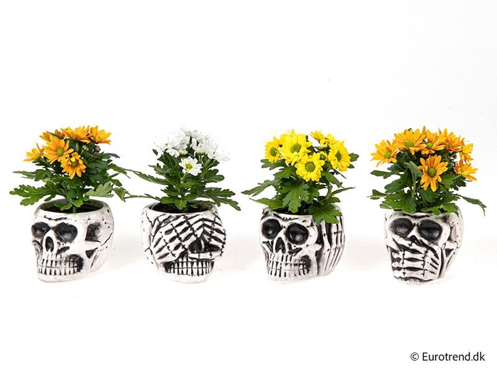 <h4>CHRYS.IND.HYBRID MINI P6 E4750 HALLOWEEN</h4>