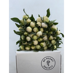 Paeonia Duchesse De Nemours