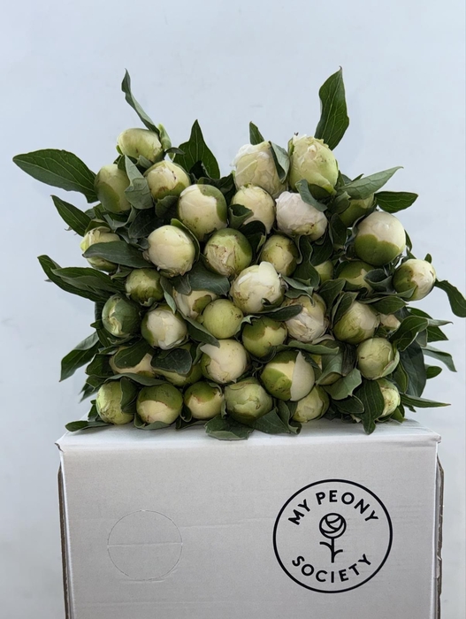 <h4>Paeonia Duchesse De Nemours</h4>