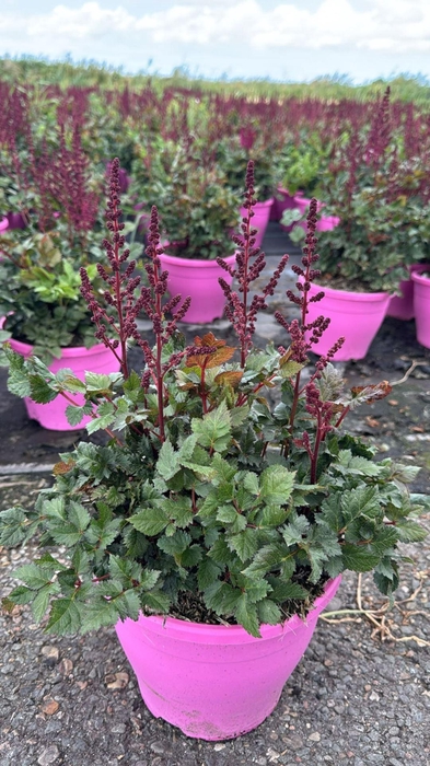 Astilbe